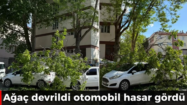 Ağa&ccedil; devrildi otomobil hasar g&ouml;rd&uuml;