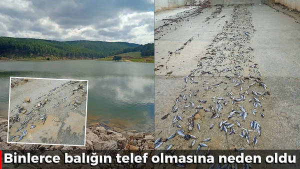 Binlerce balık telef oldu