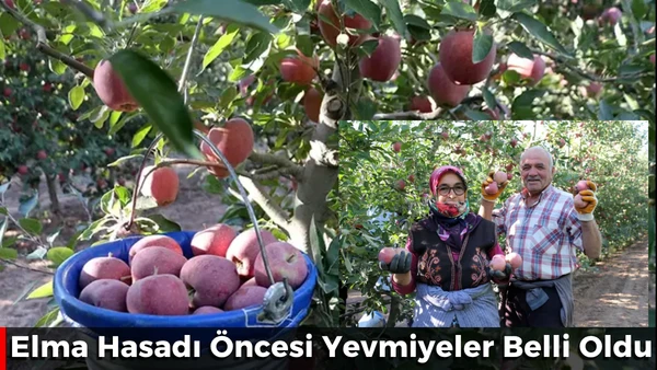 Elma Hasadında Yevmiye Belli Oldu