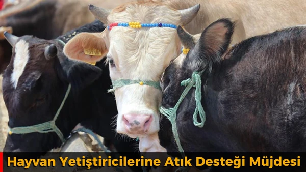Hayvan Yetiştiricilerine Atık Desteği M&uuml;jdesi