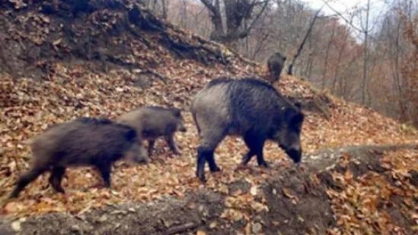 Isparta'da avcılara domuz avı izni &ccedil;ıktı
