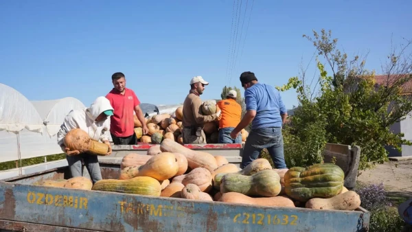 Isparta&rsquo;da Bal Kabağında Hasat Zamanı
