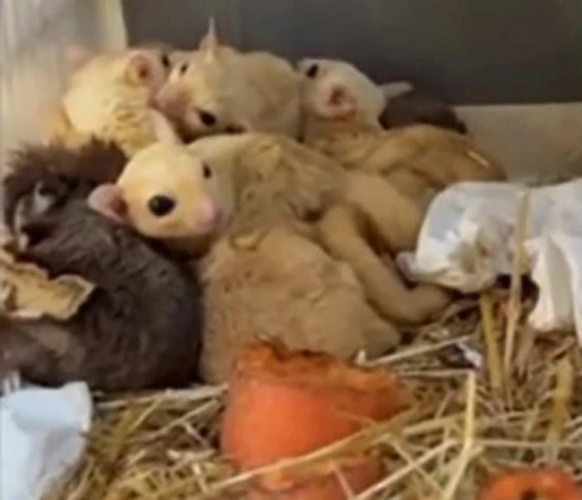 Isparta'da yasa dışı yaban hayvanı operasyonu 