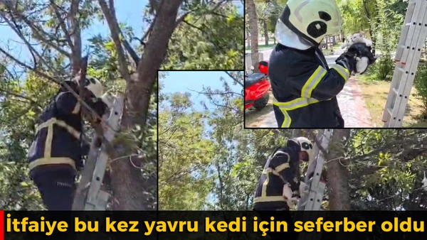 İtfaiye bu kez kedi i&ccedil;in seferber oldu