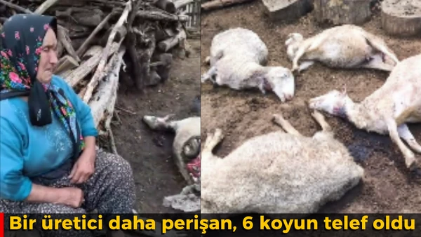 Koyunlarının Başında G&ouml;zyaşlarına Boğuldu