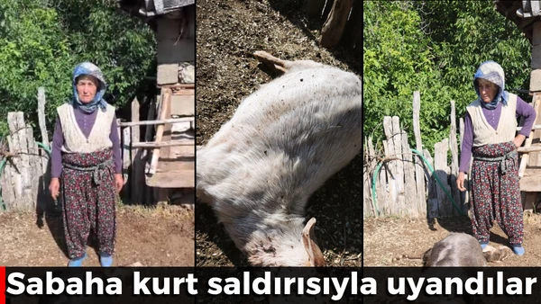 Kurt saldırısıyla uyandılar