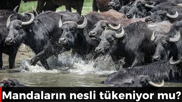 Nesli t&uuml;keniyor mu