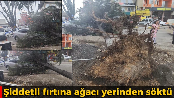 Şiddetli fırtına ağacı yerinden s&ouml;kt&uuml;