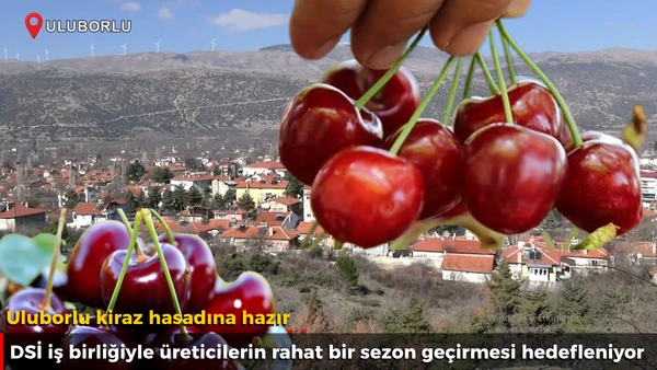 Uluborlu kiraz hasadına hazır