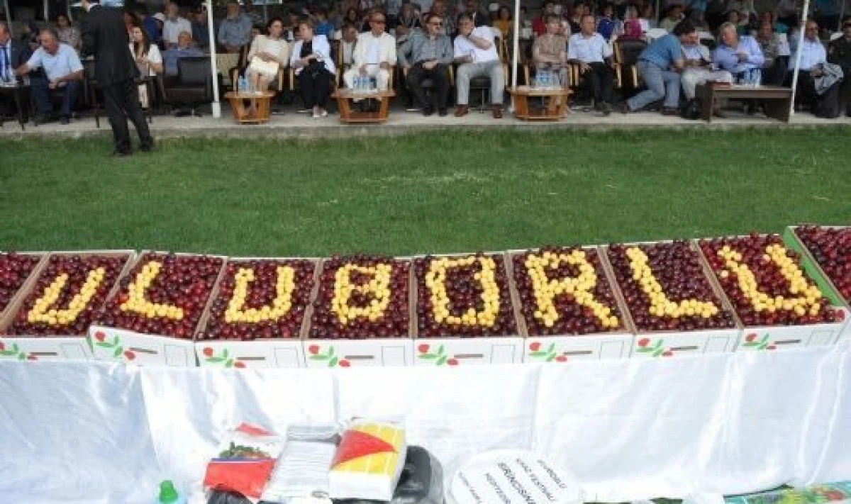 Uluborlu’da kiraz yok bu yıl festival yapılmıyor