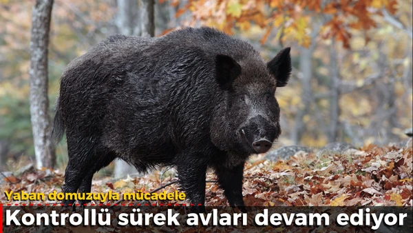 Yaban domuzuyla m&uuml;cadele 