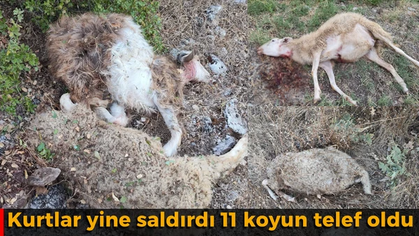 Yine kurtlar saldırdı! 11 koyun telef oldu
